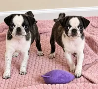 Dolly, a female Pug for sale in Glasgow, KY – 2 of 2