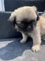 Potato, a male Pug for sale in Glasgow, KY – 3 of 4