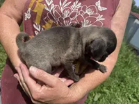 Onyx, a male Pug for sale in Glasgow, KY – 4 of 4