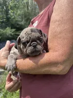 Osiris, a male Pug for sale in Glasgow, KY – 4 of 4