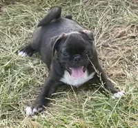 Neil, a male Pug for sale in Glasgow, KY – 2 of 3
