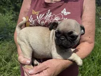 Nubby, a male Pug for sale in Glasgow, KY – 4 of 4