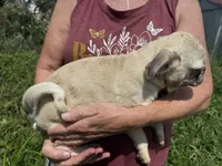 Atlas, a male Pug for sale in Glasgow, KY – 4 of 4
