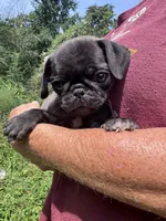 Onyx, a male Pug for sale in Glasgow, KY – 3 of 4
