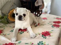 Polar, a male Pug for sale in Glasgow, KY – Photo 2 of 3