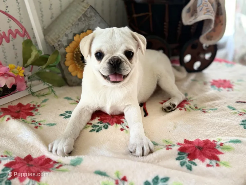 Polar – Pug puppy for sale in Glasgow, KY