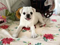 Polar, a male Pug for sale in Glasgow, KY – Photo 1 of 3