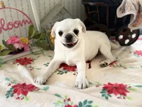 Polar, a male Pug for sale in Glasgow, KY – Photo 3 of 3