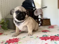 Dex, a male Pug for sale in Glasgow, KY – Photo 1 of 4