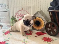 Dex, a male Pug for sale in Glasgow, KY – Photo 2 of 4