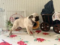 Dex, a male Pug for sale in Glasgow, KY – Photo 3 of 4