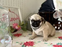 Dex, a male Pug for sale in Glasgow, KY – Photo 4 of 4