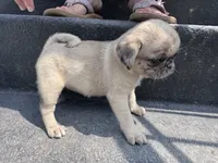 Posie, a female Pug for sale in Glasgow, KY – 4 of 4