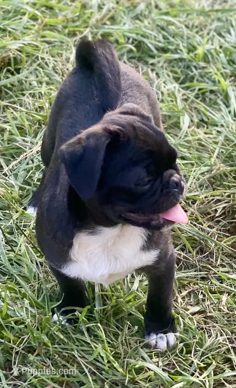 Neil – Pug puppy for sale in Glasgow, KY