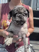Myst , a female Pug for sale in Glasgow, KY – 4 of 4
