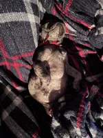 Porkchop, a male Pug for sale in Glasgow, KY – 4 of 6