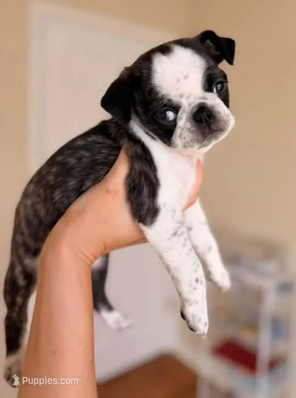 Dolly – Pug puppy for sale in Glasgow, KY