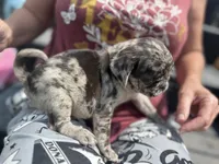 Myst , a female Pug for sale in Glasgow, KY – 3 of 4