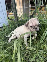 Briar, a female Pug for sale in Glasgow, KY – 3 of 4