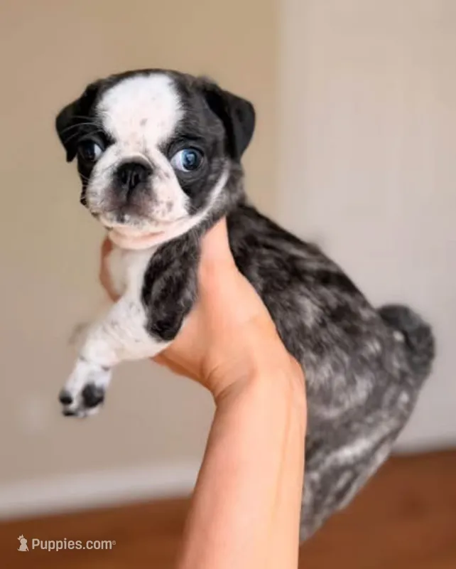 Dottie – Pug puppy for sale in Glasgow, KY