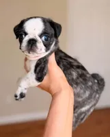 Dottie, a female Pug for sale in Glasgow, KY – 1 of 2