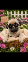 Nubby, a male Pug for sale in Glasgow, KY – 2 of 4