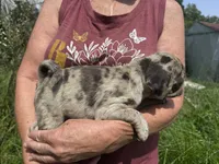 Osiris, a male Pug for sale in Glasgow, KY – 3 of 4