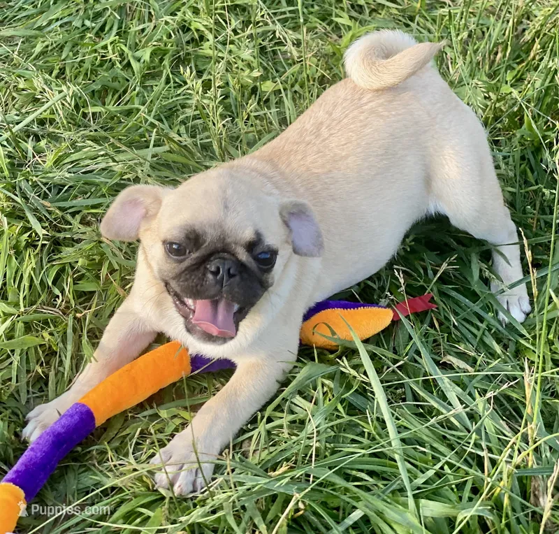 Nala – Pug puppy for sale in Glasgow, KY