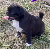 Neil, a male Pug for sale in Glasgow, KY – 3 of 3
