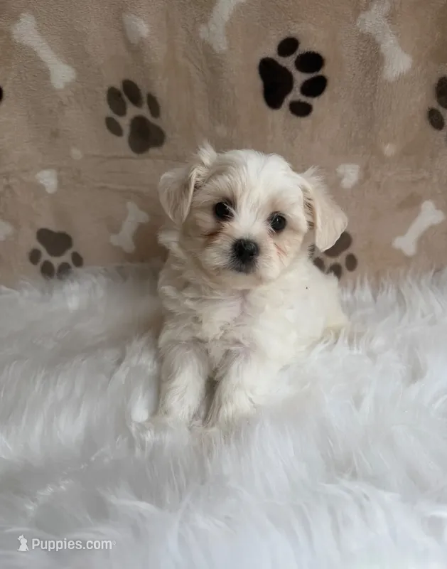 Jessy – Maltipoo puppy for sale in Draper, VA