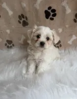 Jessy, a female Maltipoo for sale in Draper, VA – 1 of 2