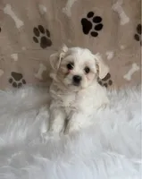 Jessy, a female Maltipoo for sale in Draper, VA – 2 of 2