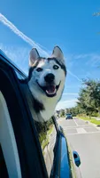 Loki, a male Siberian Husky for sale in Kissimmee, FL – Photo 1 of 3