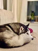 Loki, a male Siberian Husky for sale in Kissimmee, FL – Photo 3 of 3