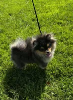 Sunny, a female Pomeranian for sale in Boston, MA – 6 of 10
