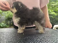 Lily-Rose, a female Pomeranian for sale in Boston, MA – 4 of 9