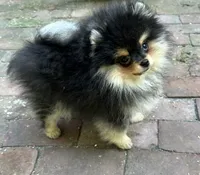 Sunny, a female Pomeranian for sale in Boston, MA – 2 of 10