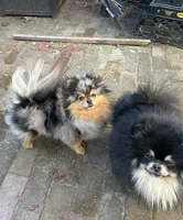 Sunny, a female Pomeranian for sale in Boston, MA – 4 of 10