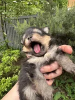 Lily-Rose, a female Pomeranian for sale in Boston, MA – 8 of 9