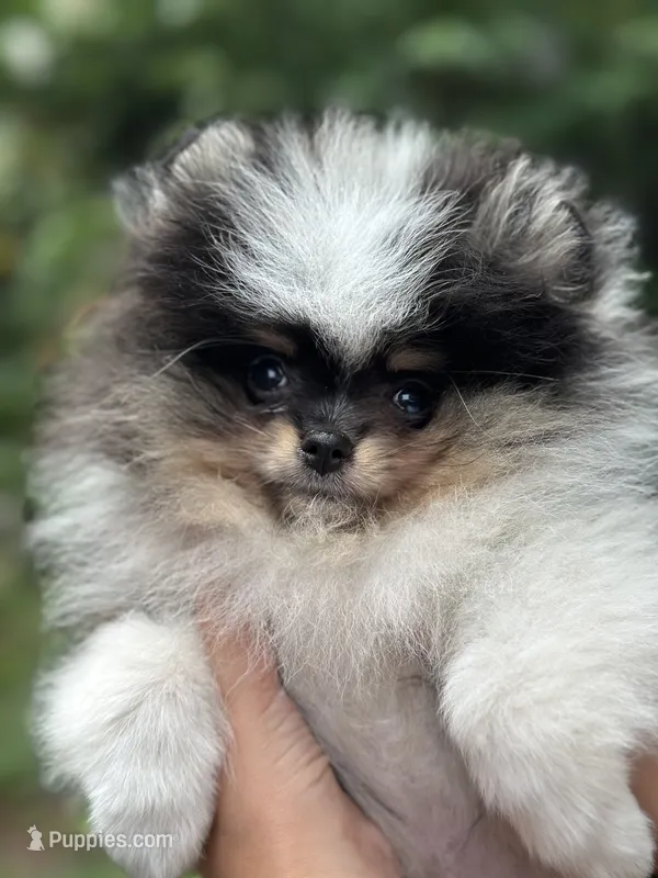 Cowboy tri-Merle  – Pomeranian puppy for sale in Boston, MA