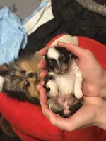 Cowboy, a male Pomeranian for sale in Boston, MA – 3 of 10