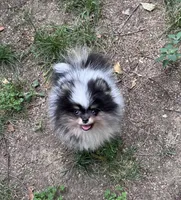 Cowboy tri-Merle , a male Pomeranian for sale in Boston, MA – 3 of 7