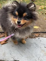 Sunny, a female Pomeranian for sale in Boston, MA – 3 of 10