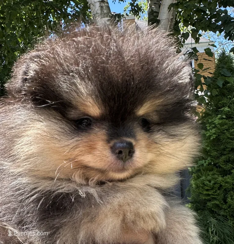 Lily-Rose – Pomeranian puppy for sale in Boston, MA