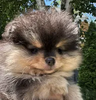 Lily-Rose, a female Pomeranian for sale in Boston, MA – 1 of 9