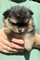 Lily-Rose, a female Pomeranian for sale in Boston, MA – 6 of 9