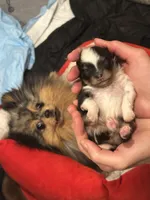 Cowboy tri-Merle , a male Pomeranian for sale in Boston, MA – 5 of 7