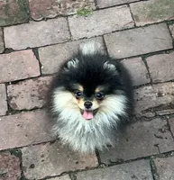 LilyRose, a female Pomeranian for sale in Boston, MA – 1 of 8