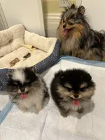 Lily-Rose, a female Pomeranian for sale in Boston, MA – 5 of 9