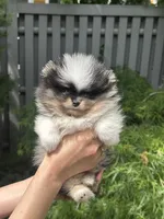 Cowboy, a male Pomeranian for sale in Boston, MA – 5 of 10